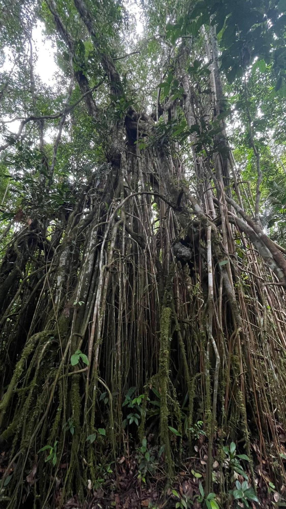 Hostal Buho Amazonas Tours レティシア エクステリア 写真